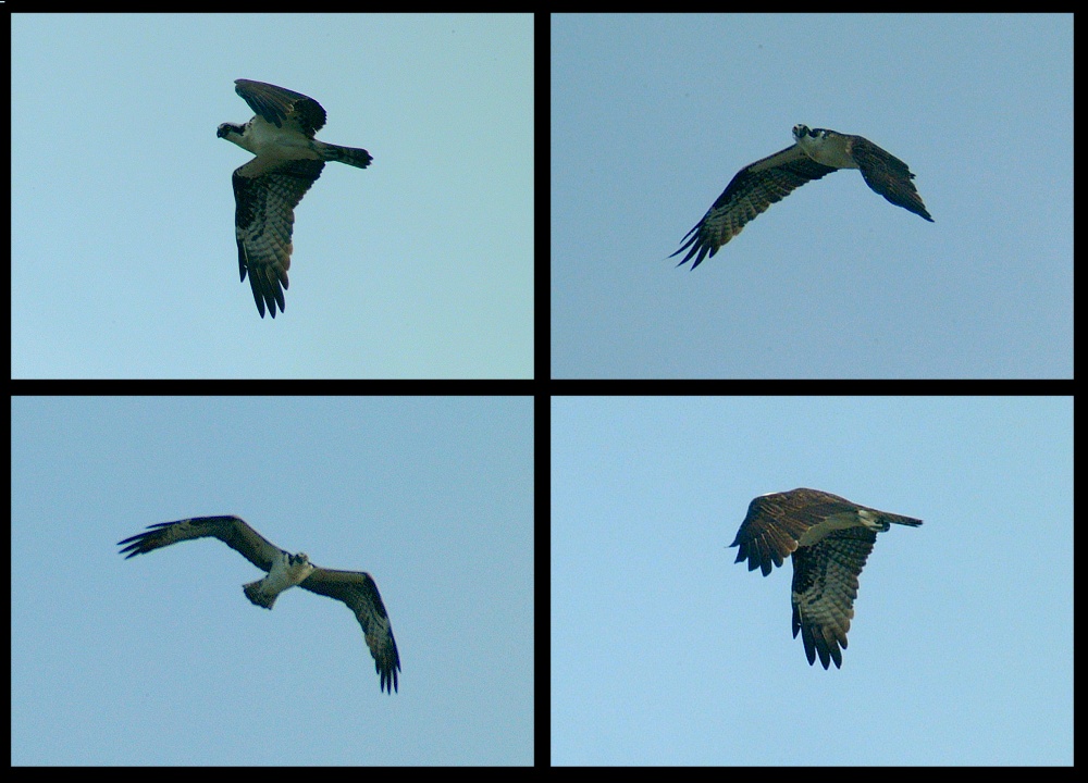 (05) osprey montage.jpg   (1000x720)   204 Kb                                    Click to display next picture